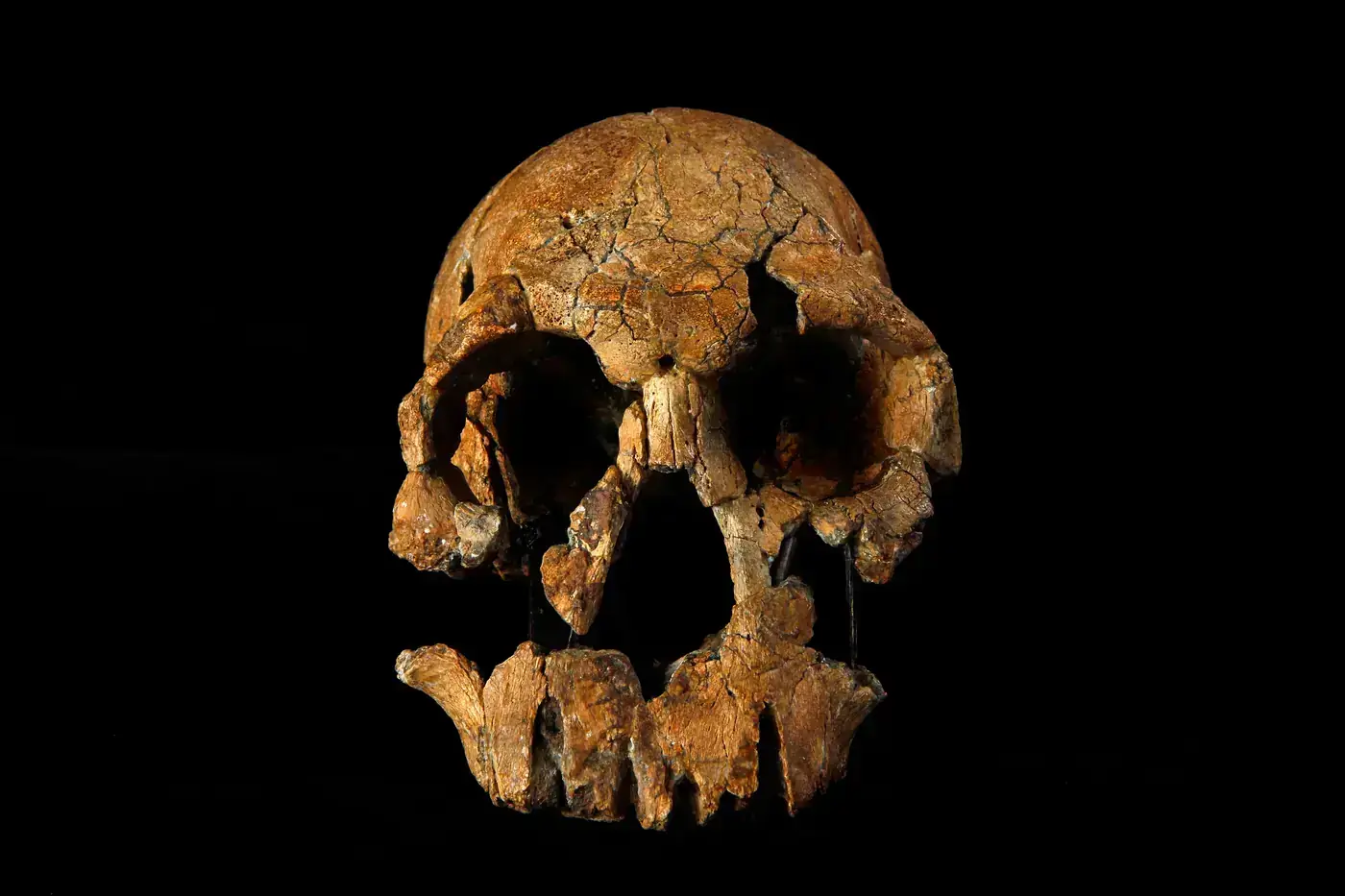 KNM-ER 732 (Paranthropus boisei)